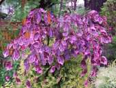 ��� ������ �������� Fagus silvatica ��� ���������� - ����������� 3