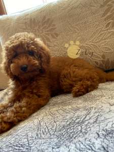 ��� ������. ����������� ������. ������ ������ ���-������. ���������� ������ - ����������� 1