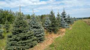 ��� ������� (Picea pungens) � ����� ���������� (Abies nordmanniana) �� ������ - ����������� 1