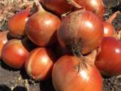 ������� � ����������: ��� �������� 2016 �