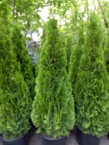 ��� �������� "�������" � ������ ����� ��� ������ � ����� �������� - ����������� 1