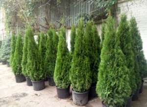 ��� �������� ������� �� 1�. �� 3�. - ����������� 1