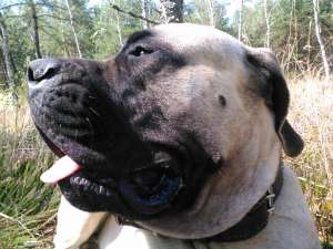 ��� ��������� 35-45�. - ����������� 1