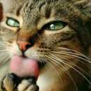 ��� ���������. ��������� - ������