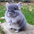 ������� � ����������: ��� ��������� �� ���������, �� �����������