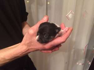 ��� ��������� ���� ���� ������ ���. - ����������� 1