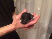 ��� ��������� ���� ���� ������ ���. - ����������� 1