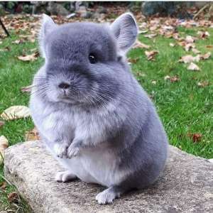 ��� ��������� ���� ����� , �� ���������, �� ����������� - ����������� 1