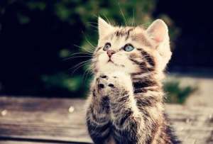 ��� ���������� ������� 28-40���. - ����������� 1