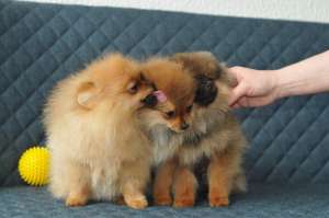 ��� ������������ - ����������� 1