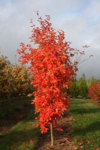 ��� ������������ "������ ������" � ������ ����! - ����������� 1