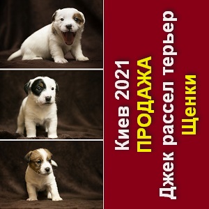 ���� 2021 ����� ���� ������ ������� ������� - ����������� 1