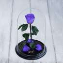 ������� � ����������: ���� � �����