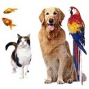 ������� � ����������: ���� ��� �������� ����. ��� ���. PET Shop