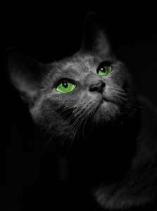 ���� ���� - ����������� 1