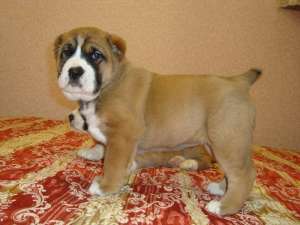 ���� ���� �������� - ��������� ������, ��������, ����� ���-FCI. - ����������� 1