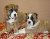 ���� ���� �������� - ��������� ������, ��������, ����� ���-FCI. - ����������� 2