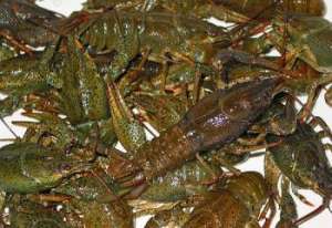 ���� ����� - ����������� 1