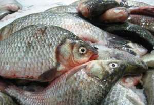 ���� ����� - ����������� 1