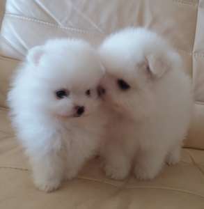 ���� ����� �������� �������� - ����������� 1