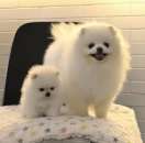 ���� ����� �������� �������� - ����������� 2