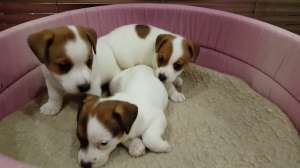 ���� ������ ������ - ����������� 1