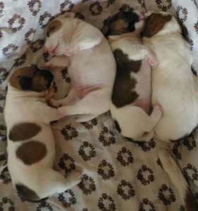 ���� ������ ������ - ����������� 1