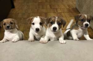 ���� ������ ������ - ����������� 1