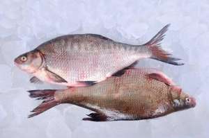 ���� ������ ������ ���. - ����������� 1