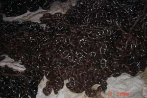 ���� ������� (12,5 ���.) - ����������� 1