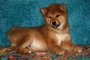 ���� ������� - ����������� 1