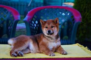 ���� ������� - ����������� 1