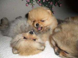 ���� ������� ���� - ����������� 1