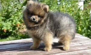 ���� ������� ���� - ����������� 1