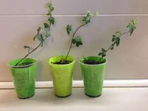 ���� ������� ����������� (hedera) - ������� - ����������� 1