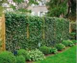 ���� ������� ����������� (hedera) - ������� - ����������� 2