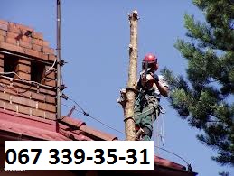 ���� �������� ���� 0673393531 - ����������� 1