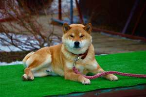 ���� �������� ������� - ����������� 1