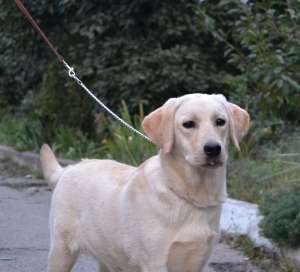 ���� ��������� - ����������� 1