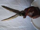 ������� � ����������: ���� ����������, ���������, �������, �������, ������ �� ������