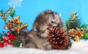 ���� ����������� - ����������� 1