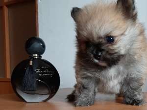 ���� ����������� - ����������� 1