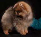 ������� � ����������: ���� ����������� �����������