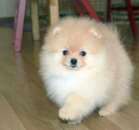 ���� ����������� ����������� - ����������� 2