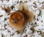 ���� ����������� ����������� - ����������� 3