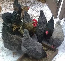 ���� ������������� - ����������� 1