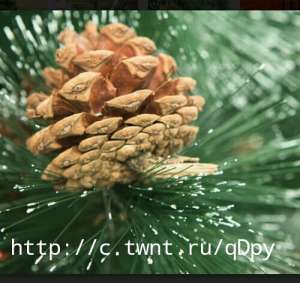 ���� �������������+������� - ����������� 1