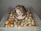 ������� � ����������: ����(20��),���� ��������� ��� � �������