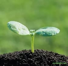 ����� Active - ����������� 1