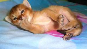 ����� F3 - ����������� 1